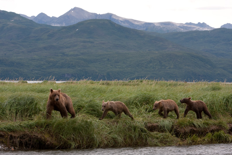 Grizzly Bear Sow And Cubs